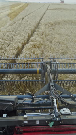 wheat harvesting from combine