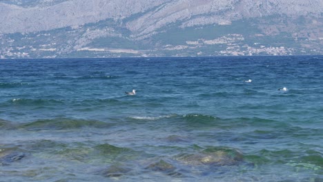seagulls floating in the waves of blue sea water - mountains in the background