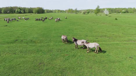 wild horses and auroxen cows running in the field of pape national park, latvia