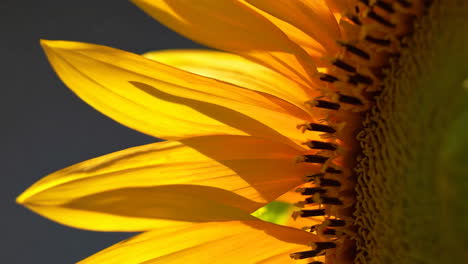 close-up of a vibrant yellow sunflower in natural light