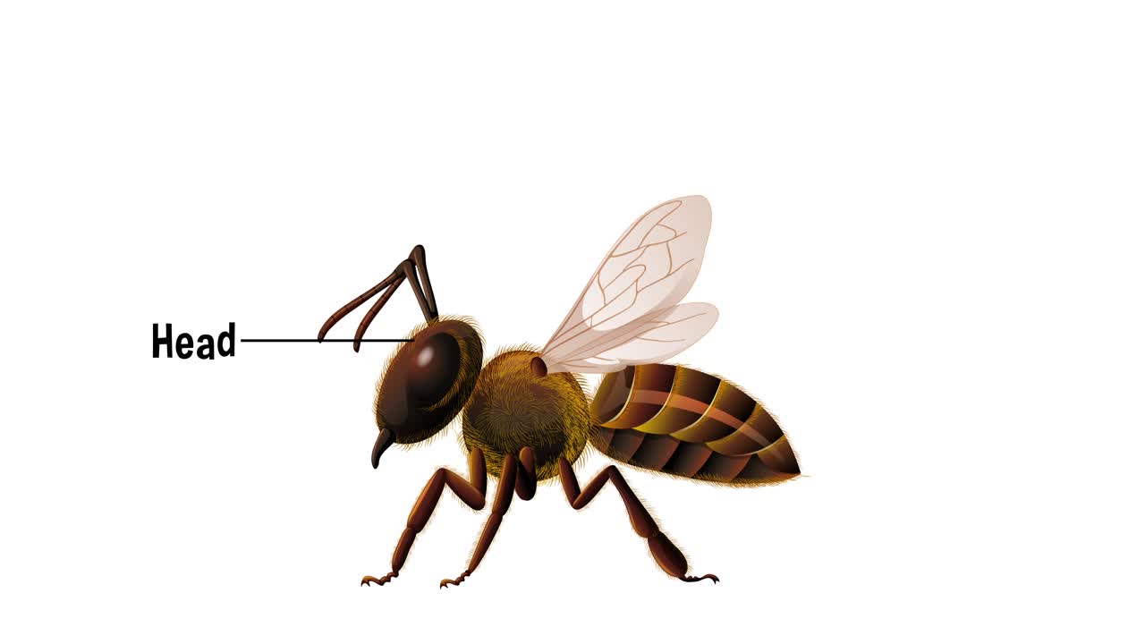 anatomía detallada de la abeja con partes etiquetadas