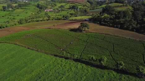 A-plantation-of-carrots