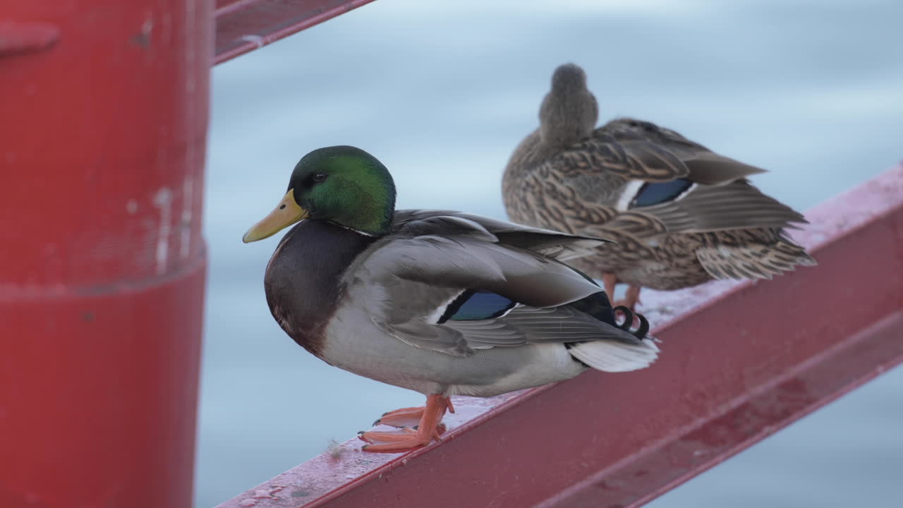 녹색 머리 청둥오리 오리와 빨간 레일에 서 있는 갈색 야생 오리