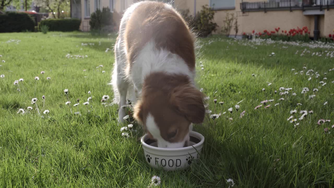 lindo perro se sienta, esperando la señal para comenzar a comer de un tazón de comida en el patio trasero en un día soleado