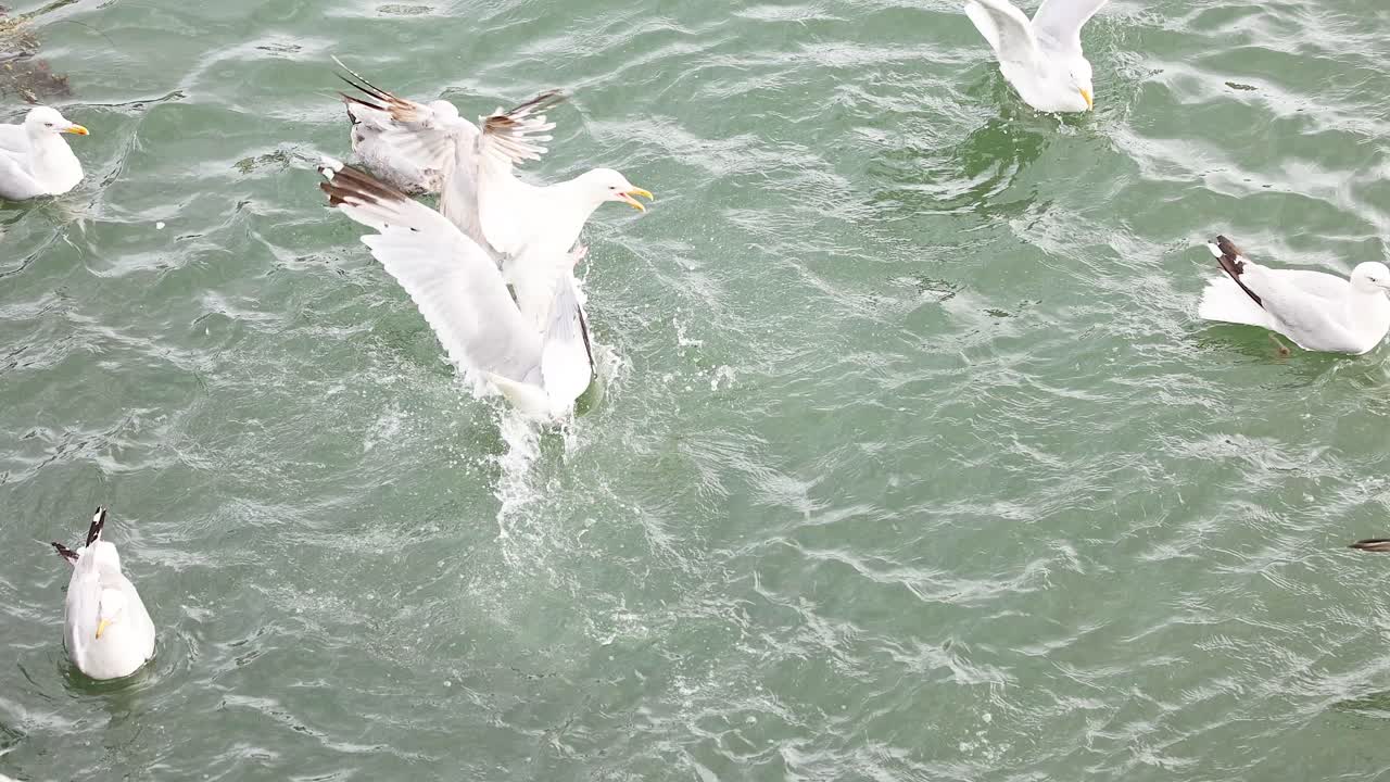 gaviotas interactuando sobre el agua en fife, escocia