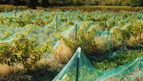 netted red vineyard