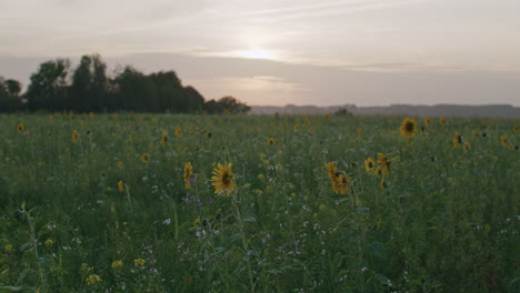 Statische-Weitwinkelaufnahme-Eines-Sonnenblumenfeldes-Am-Abend-Mit-Blick-In-Den-Sonnenuntergang