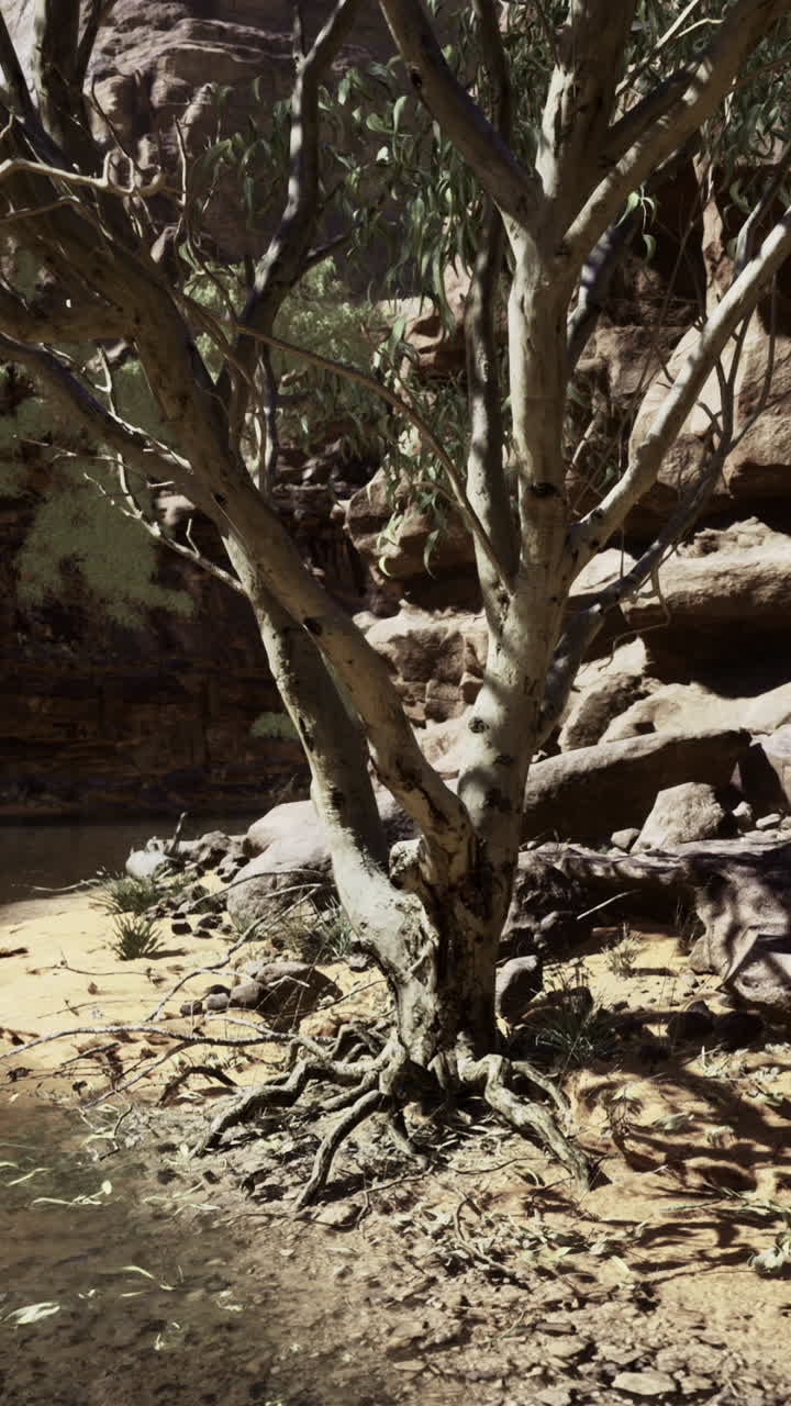 Majestic tree by the tranquil river in a rocky canyon landscape