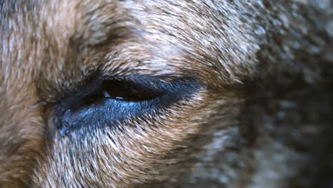 closeup of the eyes of a dog falling asleep