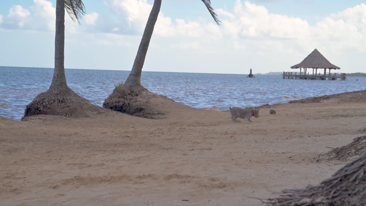 perro schnauzer gris corriendo para buscar un palo en la playa con el mar en la espalda y algunas palmeras
