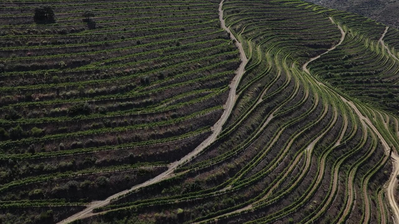 Veduta aerea con drone dei vigneti della Valle del Douro nella regione vinicola dell'Alto Douro, patrimonio UNESCO
