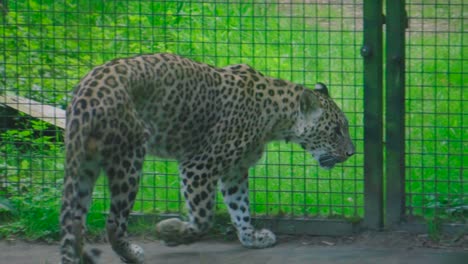 primer plano de un leopardo salvaje caminando dentro de una jaula de seguridad en un zoológico
