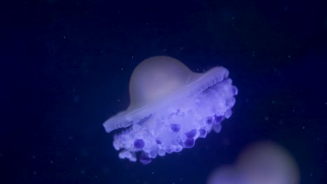 medusas nadando en agua en un acuario