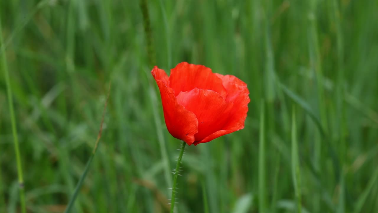 A single Poppy flowering amongst grasses in a meadow in early Summer. UK