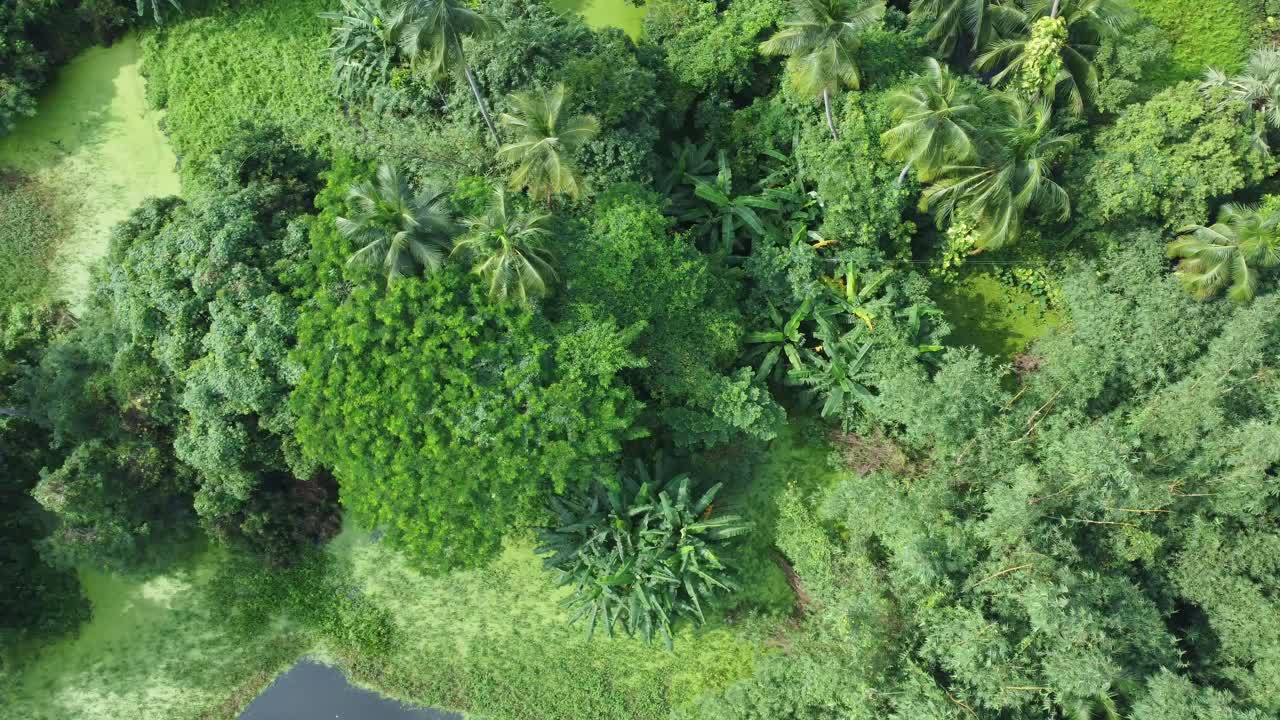 vista aérea de un vasto bosque verde