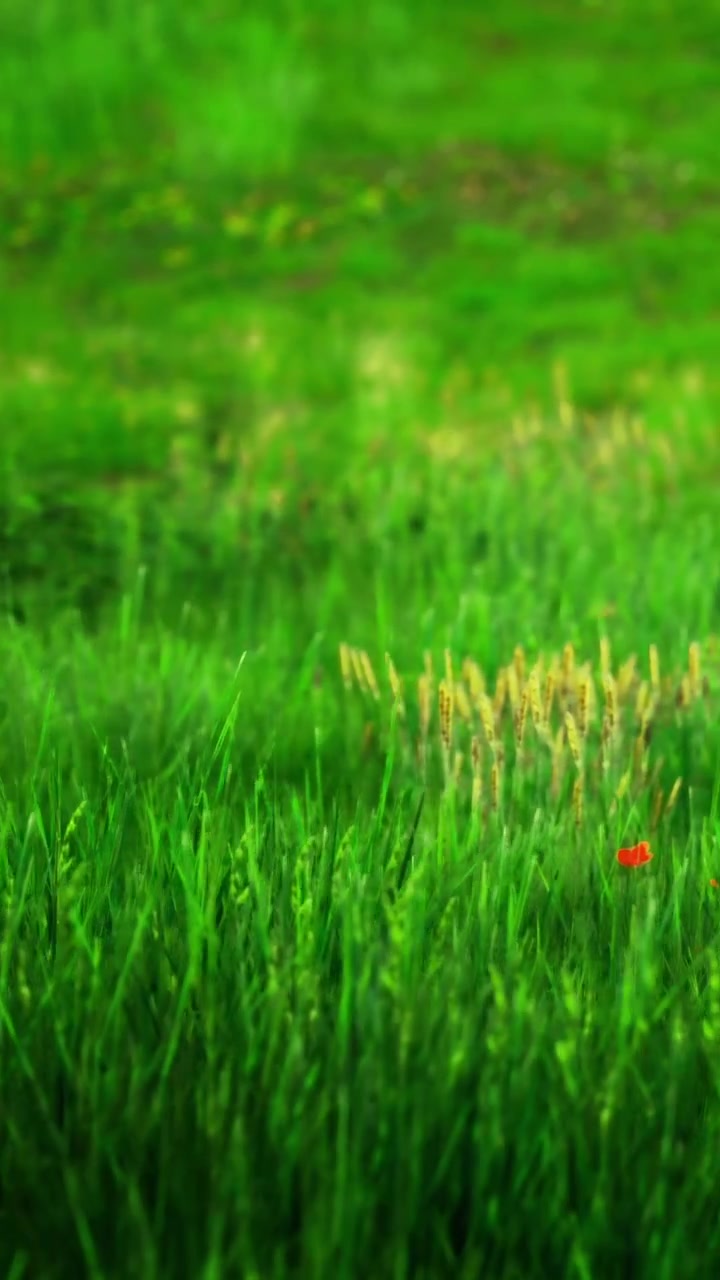 Fiori rosso vivo spiccano nell'erba verde in un campo di giorno.