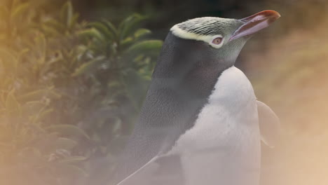 adorable yellow-eyed penguin at dusk in katiki point, new zealand