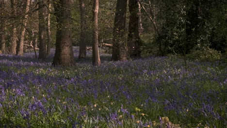 Mañana-En-Un-Bosque-Inglés-De-Campanillas,-Primavera