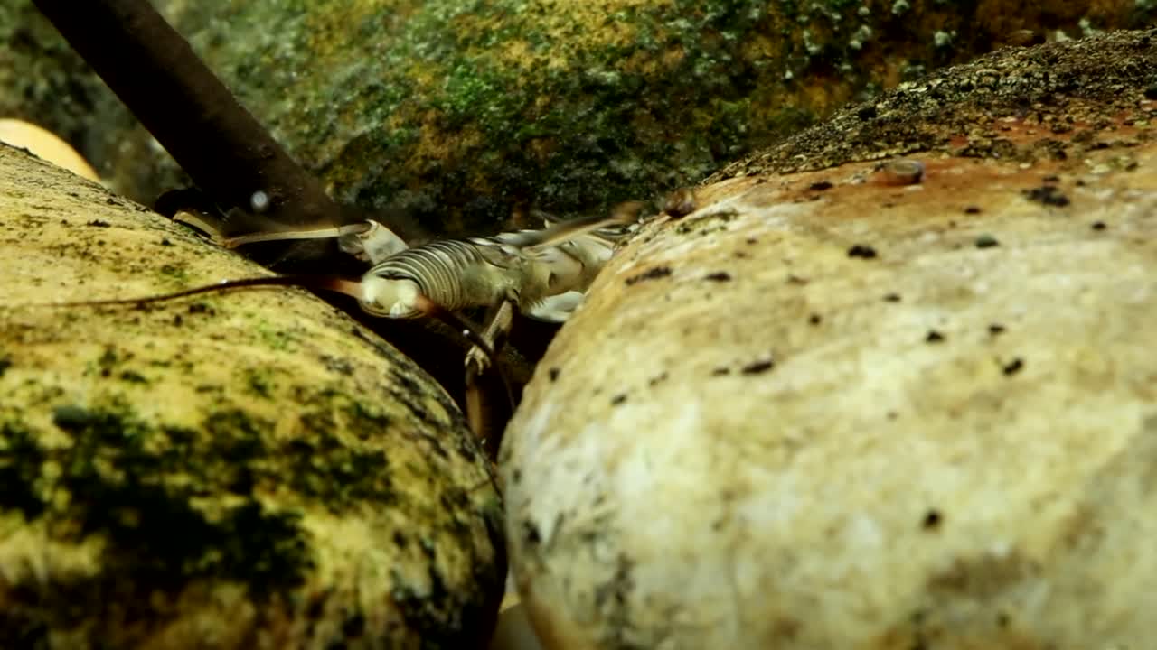 Stonefly nymph (Claassenia sabulosa) crawling among the rocks in a trout stream, camera panning and following, slow motion macro close-up