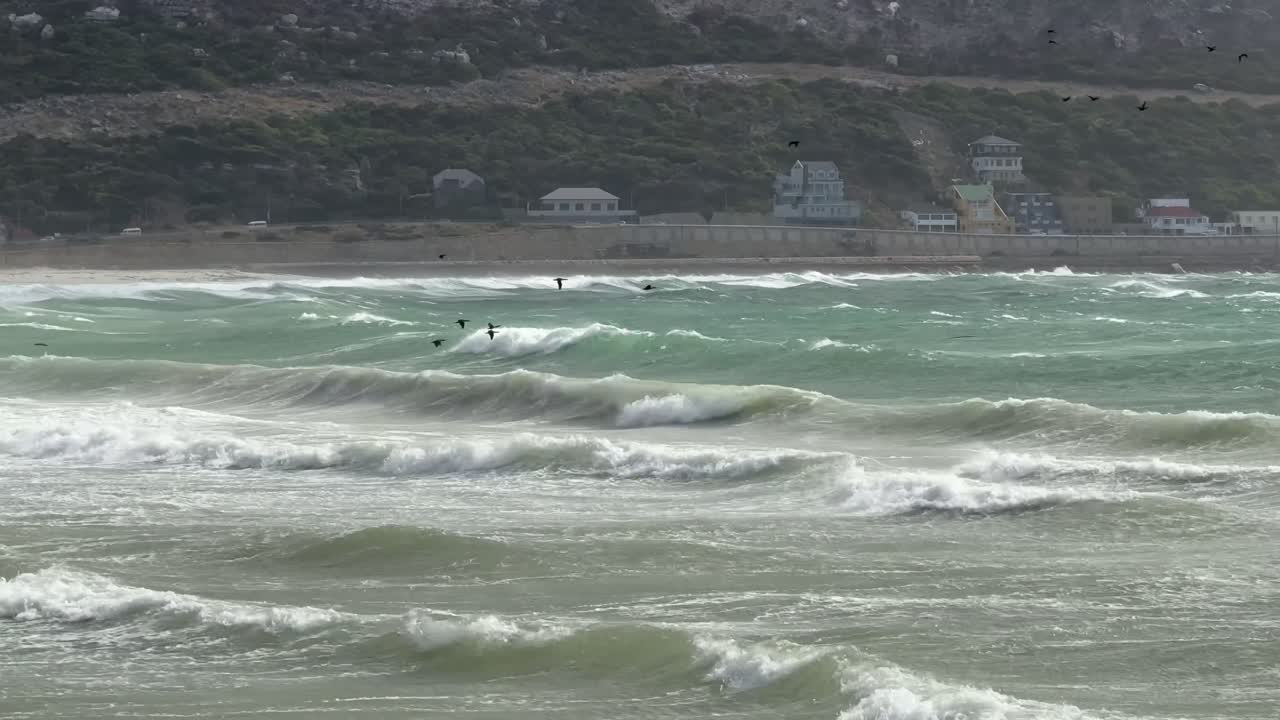 Cormorants flying out to sea