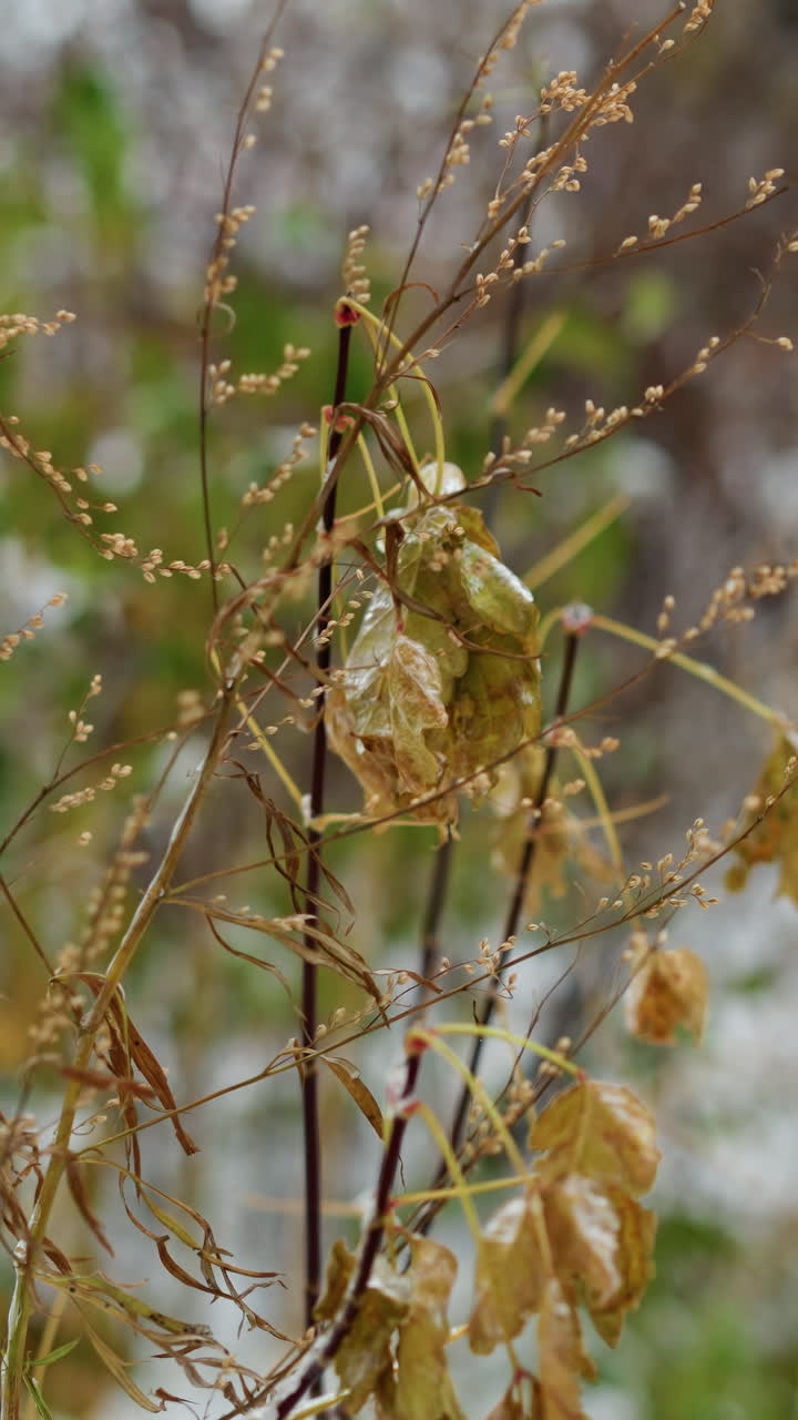 바람에 흔들리는 얼음으로 여있는 겨울 식물의 클로즈업, 부드럽게 흐릿한 눈 바탕에 건조한 식물들 사이에서 얼어붙은 잎을 보여줍니다.