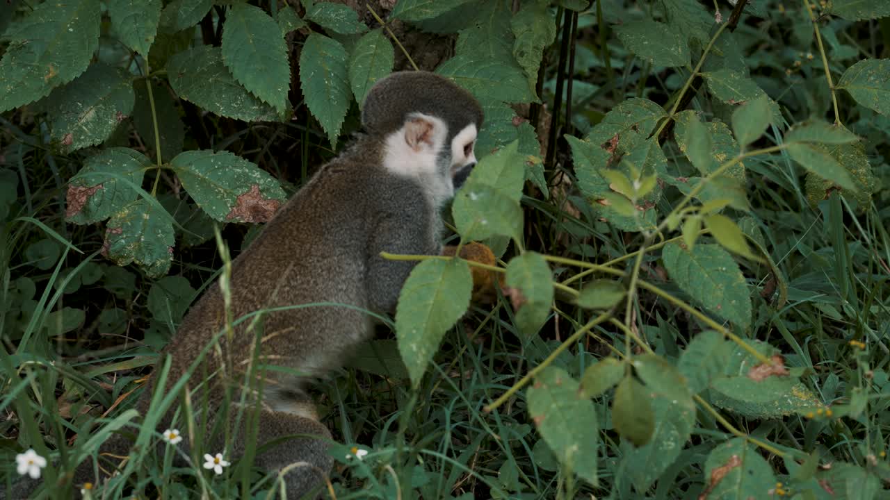 mono ardilla hambriento buscando comida en los arbustos, se alimenta de hojas verdes