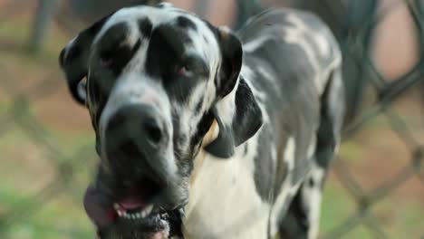 외계인 침입자에 대항하여 울타리 뒤에서 는 개, 카메라를 향해 는 great dane 개, 개인 재산에 침입자의 존재를 좋아하지 않는 4k 클립 해상도
