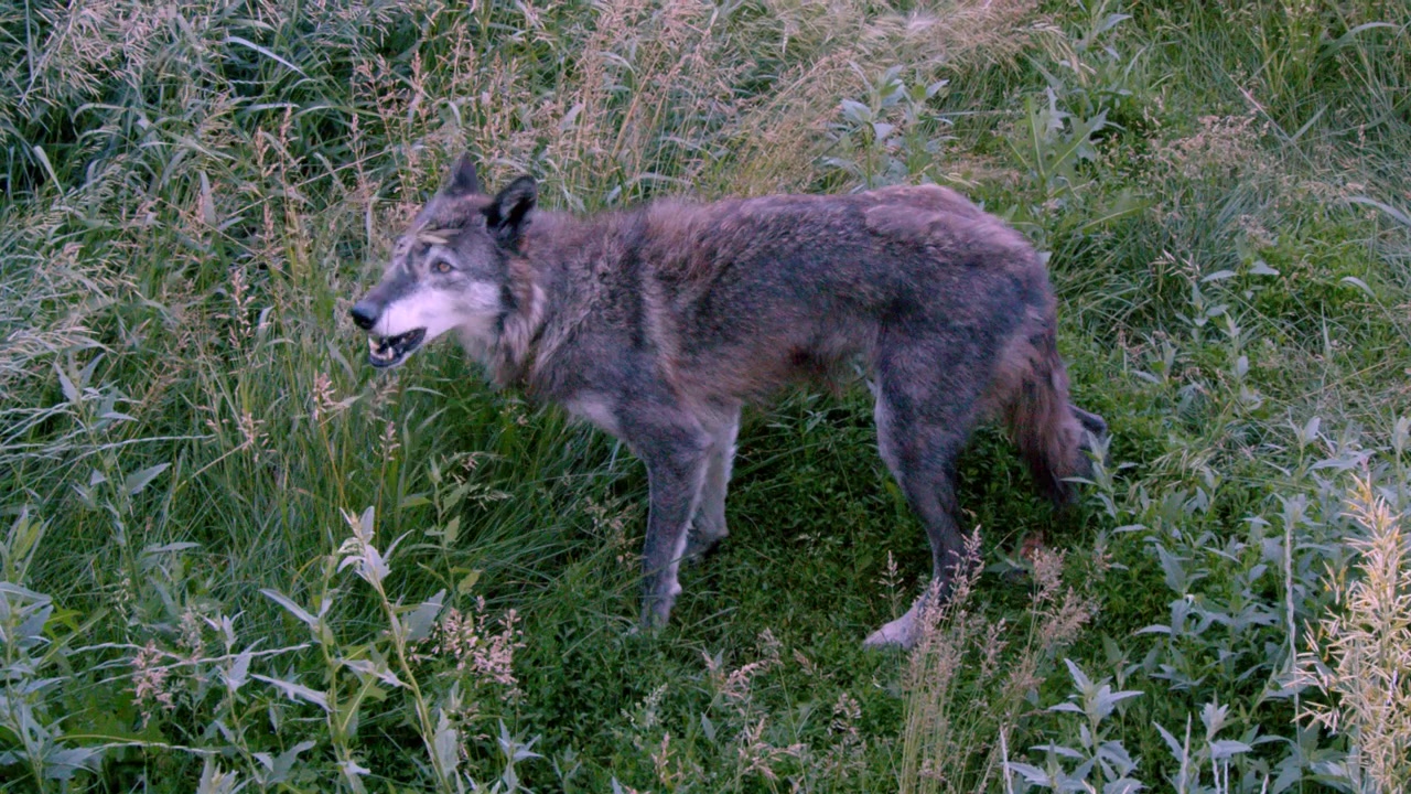 A grey wolf named Koa.