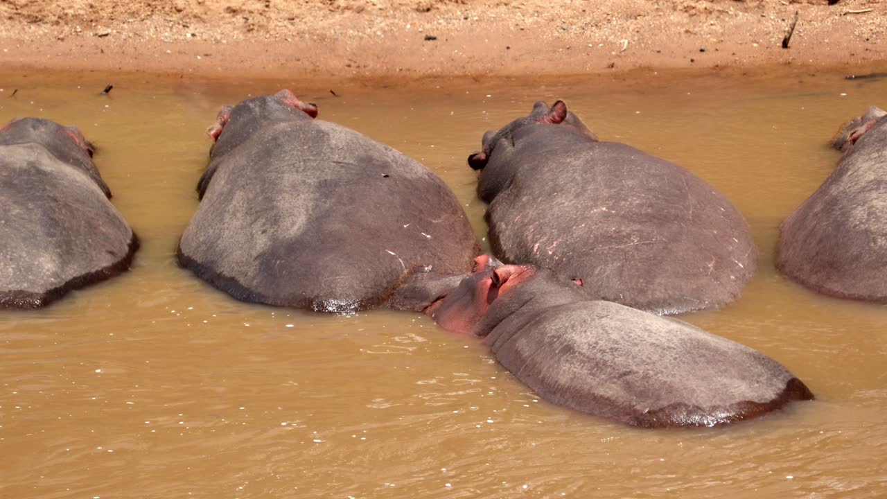 hipopótamos descansando en el agua, masai mara, kenya - de cerca