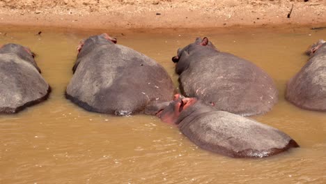 hippos resting in the water, masai mara, kenya - close up