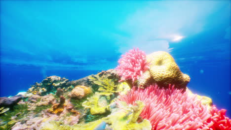 stunning underwater coral reef scene