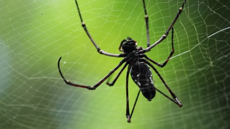 golden-orb web spider with long legs, weaving the net and showcase talent as it goes down with spider thread, soft out of the focused natural light background