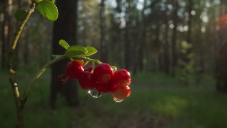 sunlight peeking through trees on glistening red currants with morning dew