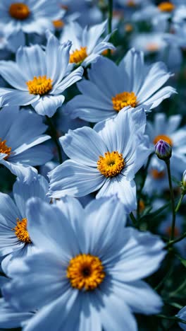 primer plano de las hermosas flores del cosmos de color púrpura claro