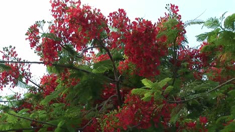 Medium-shot-of-flowers-bloom-in-shrub,-Naha,-Okinawa,-Japan