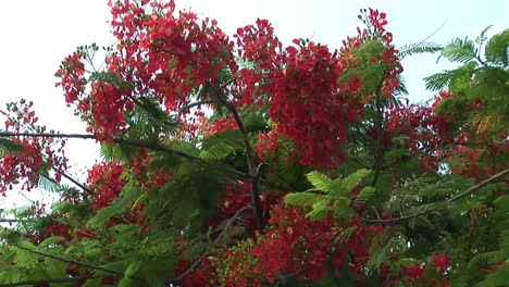 plano medio de flores floreciendo en arbustos, naha, okinawa, japón.