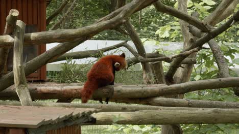 Vista-Trasera-De-Un-Panda-Rojo-Con-Pelaje-Marrón-Rojizo-En-Un-Jardín-Zoológico-En-Polonia