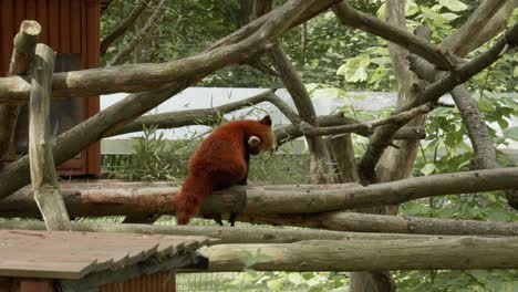 波蘭動物園的紅棕色毛皮紅熊貓的後面圖