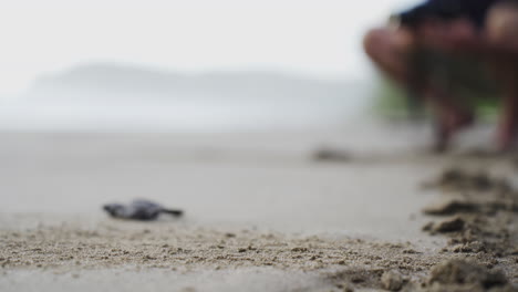 mano de biólogo de cerca con guante liberando tortuga bebé joven en el océano agua playa de arena tropical
