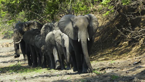 a breeding herd of african elephants approaching in a single file