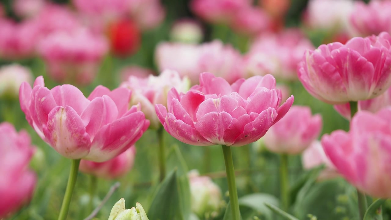 Primo piano di tulipani rosa vivaci che ondeggiano delicatamente in un giardino primaverile