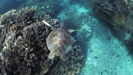 los buceadores ven siguiendo a una pequeña tortuga marina mientras nada sobre un sistema de arrecifes de coral en aguas tropicales de color azul claro