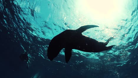 Silueta-De-León-Marino-Jugando-En-México-Bajo-El-Agua