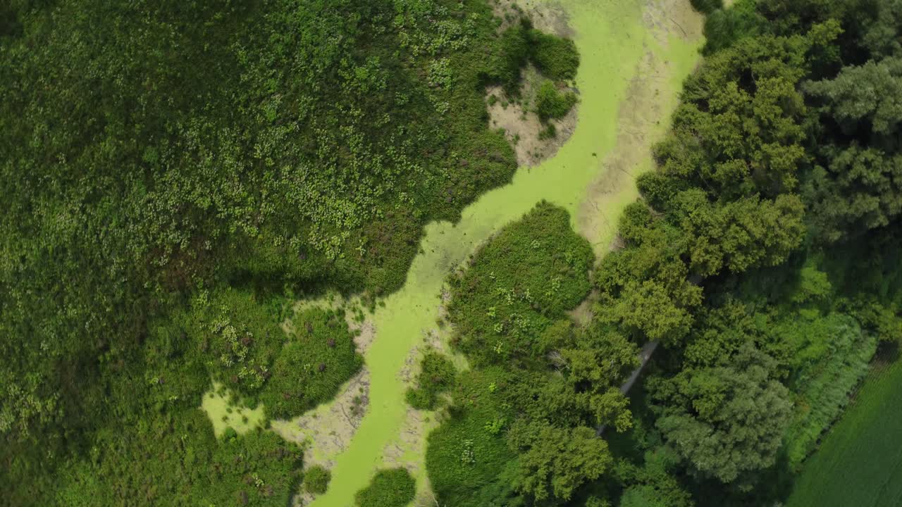 vídeo de metraje de un profundo humedal ubicado en Ontario, Canadá, para un fondo o similar