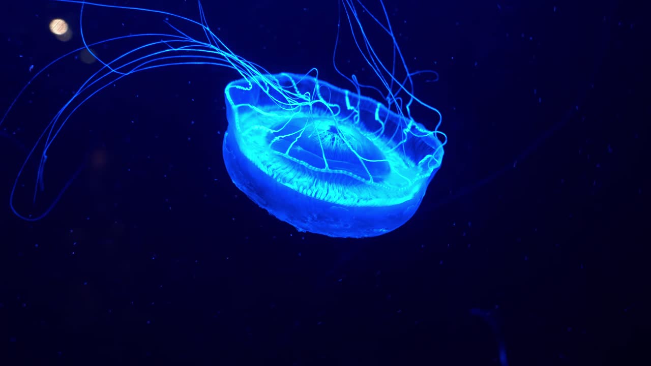 Large adult crystal jelly, aldersladia magnificus swimming in the water, emit green bioluminescence light around the edge of its bell against dark background, close up details shot