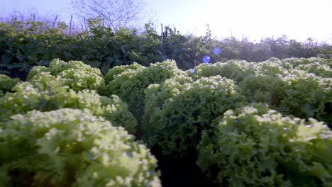 neat rows of organic lettuce plants create sense of order on the farm