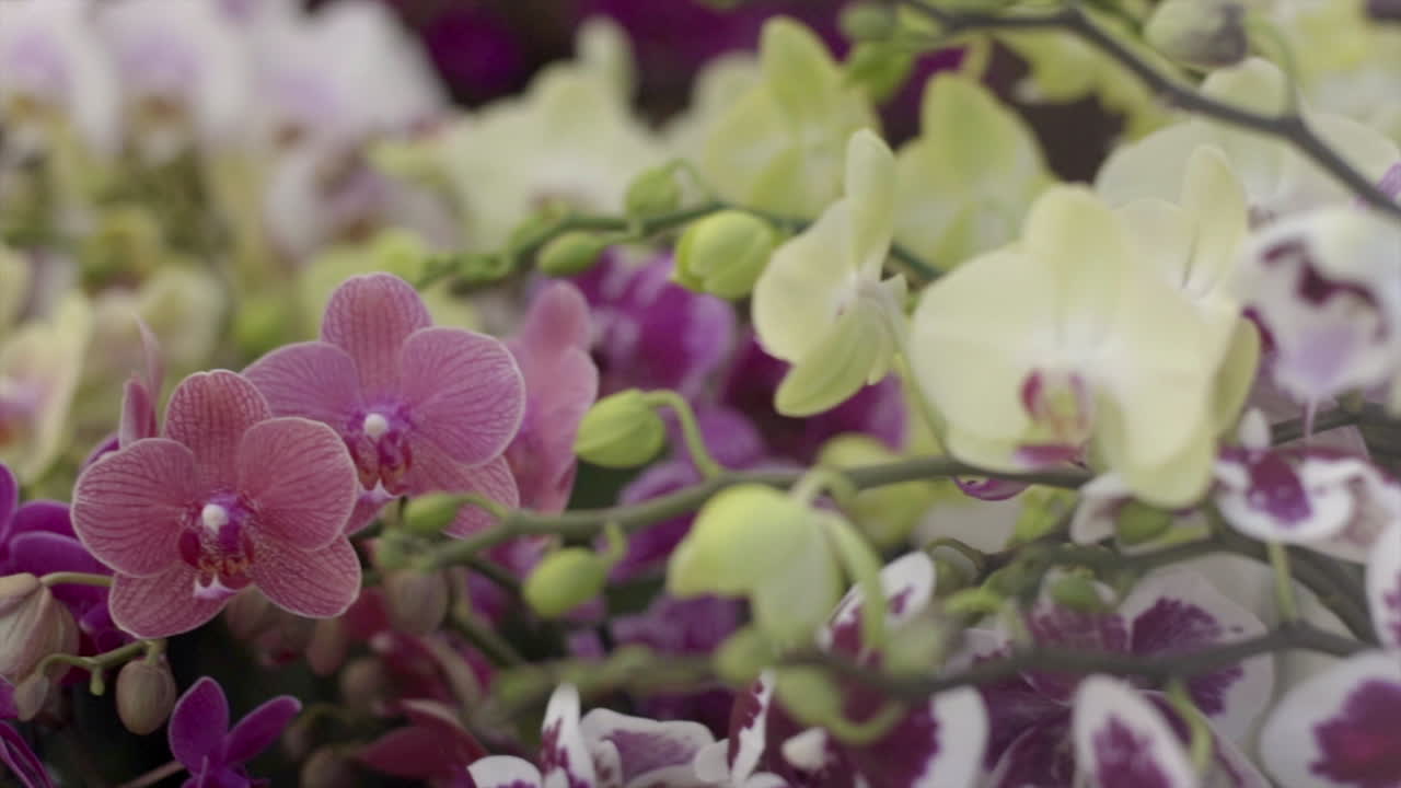 Vibrant and Colorful Orchid Blooms