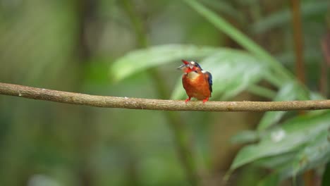 a-small-Blue-eared-kingfisher-was-slamming-fresh-fish-and-swallowing-it