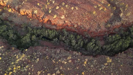 Toma-Aérea-De-Arriba-Hacia-Abajo-De-árboles-En-Dales-George-En-El-Paisaje-Desértico-Seco-De-Australia-Occidental-Al-Atardecer