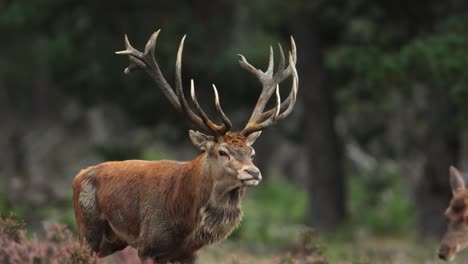 Rotwildhirsch-Mit-Beeindruckendem-Geweih,-Der-Sich-An-Die-Hirschkuh-Heranpirscht,-Brunftzeit